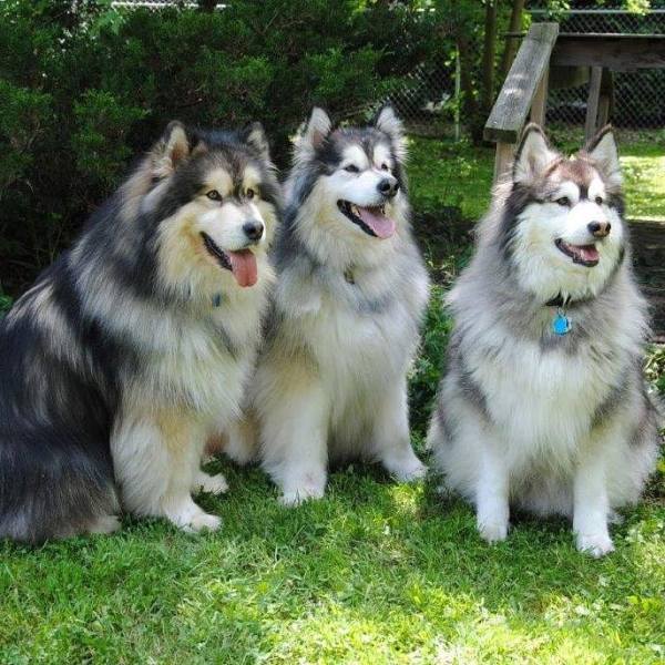 14666152_894850003983451_556193028404945134_n